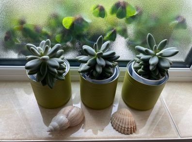 Succulents Plants in can