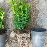 Box Hedging Image 3