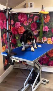 Dog grooming table