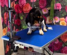 Dog grooming table
