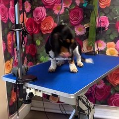 Dog grooming table