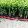 Box Hedging Image 9