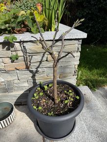 lemon tree