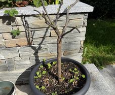 lemon tree