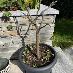 lemon tree