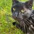 calojcrow