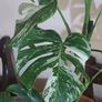 Established Monstera Albo Variegata High Variegation Image 3