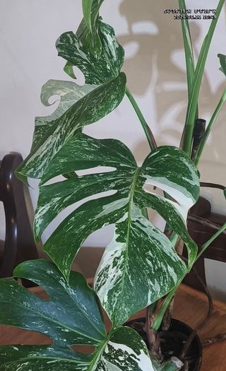Established Monstera Albo Variegata High Variegation