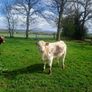 Cattle Pedigree Irish Moiled Bulls 11 months old Image 7