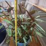 Large, mature Ctenanthe 'Amagris' (Fishbone Prayer Plant) Image 4