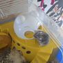 hamster Image 2