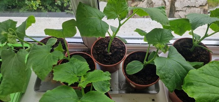 Cucumber plants