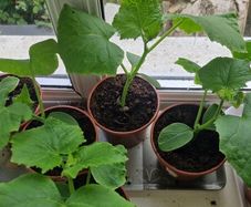 Cucumber plants