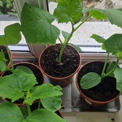 Cucumber plants