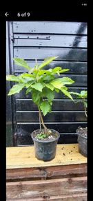 Sweet chestnut trees