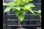 Sweet chestnut trees