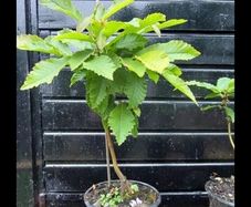 Sweet chestnut trees