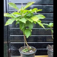 Sweet chestnut trees