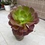 aeonium plant Image 3