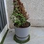 Large Plant Pot Image 2