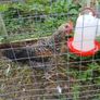 Young roosters Image 4