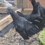 Ayam Cemani Rooster and Hens Image 2