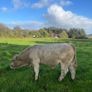 Charlois bull calf Image 7