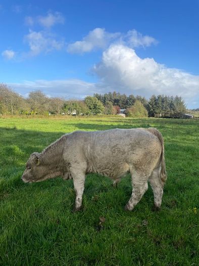 Charlois bull calf