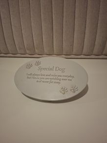 Special dog