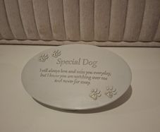 Special dog