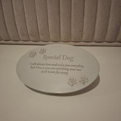 Special dog