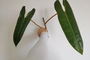 Philodendron Billetai