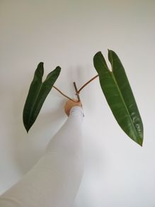 Philodendron Billetai