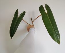 Philodendron Billetai
