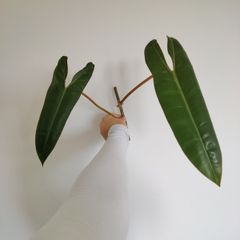 Philodendron Billetai
