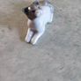 BEAUTIFUL SMALL NAO BY  Lladro Porcelain Figure Attentive Cat Image 8