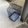 bird Image 3