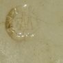 Beautiful Antique Cheese Dish with Cover Image 9