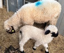 Valais Blacknose pedigree reg sheep