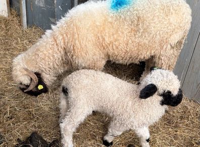 Valais Blacknose pedigree reg sheep