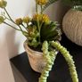 plant Image 3