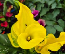 plants for sale