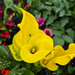 plants for sale