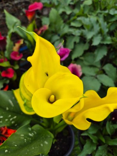 plants for sale