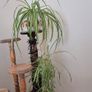 Spiderplant cuttings FREE Image 2