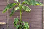 musa basjoo - 35L - japanese hardy banana
