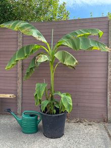 musa basjoo - 35L - japanese hardy banana