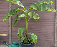 musa basjoo - 35L - japanese hardy banana