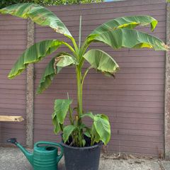 musa basjoo - 35L - japanese hardy banana