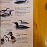 Sea & Freshwater. Birds. Usbourne Spotters Guide. With Internet Links. Beautiful Illustrated Book In Good Condition. Image 7